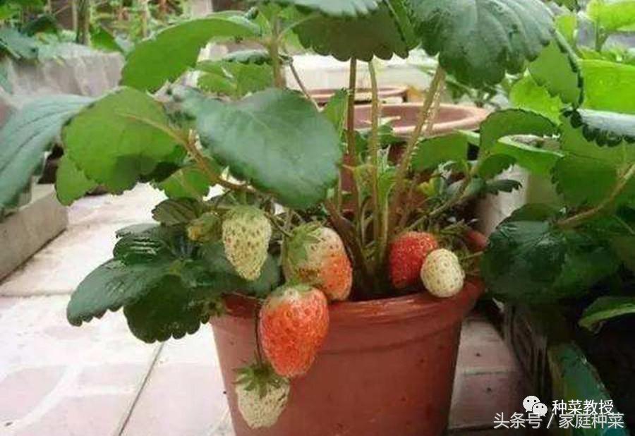 家庭怎样种植草莓施肥最好,买的草莓籽种植方法全过程小视频