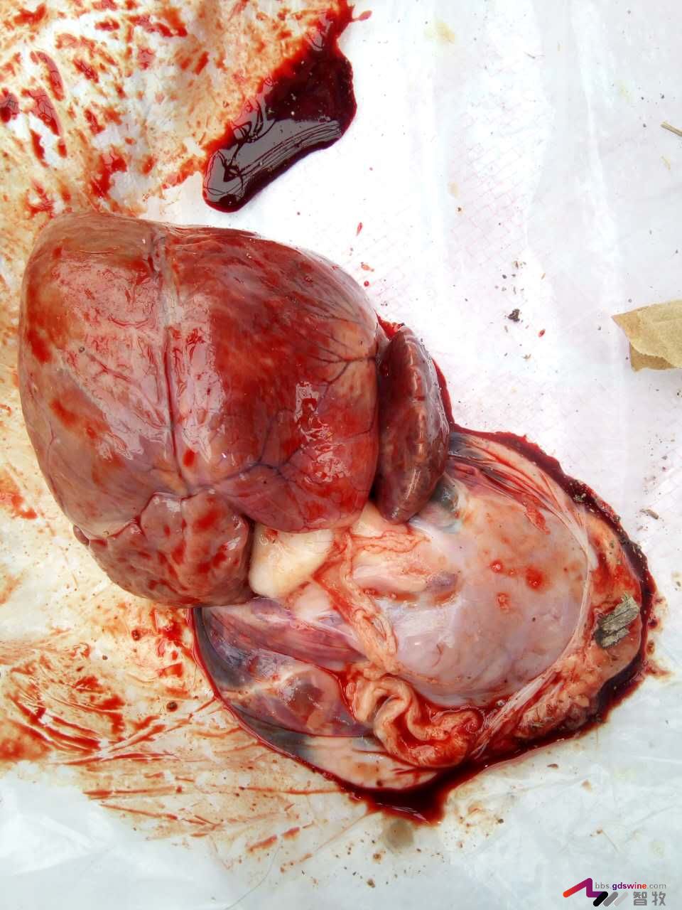 防控饲料黄曲霉毒素危害措施,蛋鸡饲料霉菌毒素危害