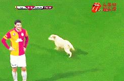 拉布拉多欧洲杯视频,欧洲杯拉布拉多