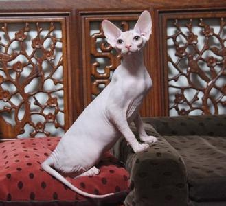 一种很奇怪的猫,一种长得很奇怪的猫