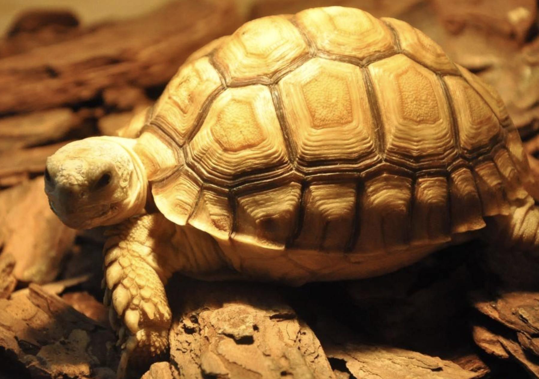 苏卡达陆龟的常见病症,苏卡达陆龟为什么那么凶