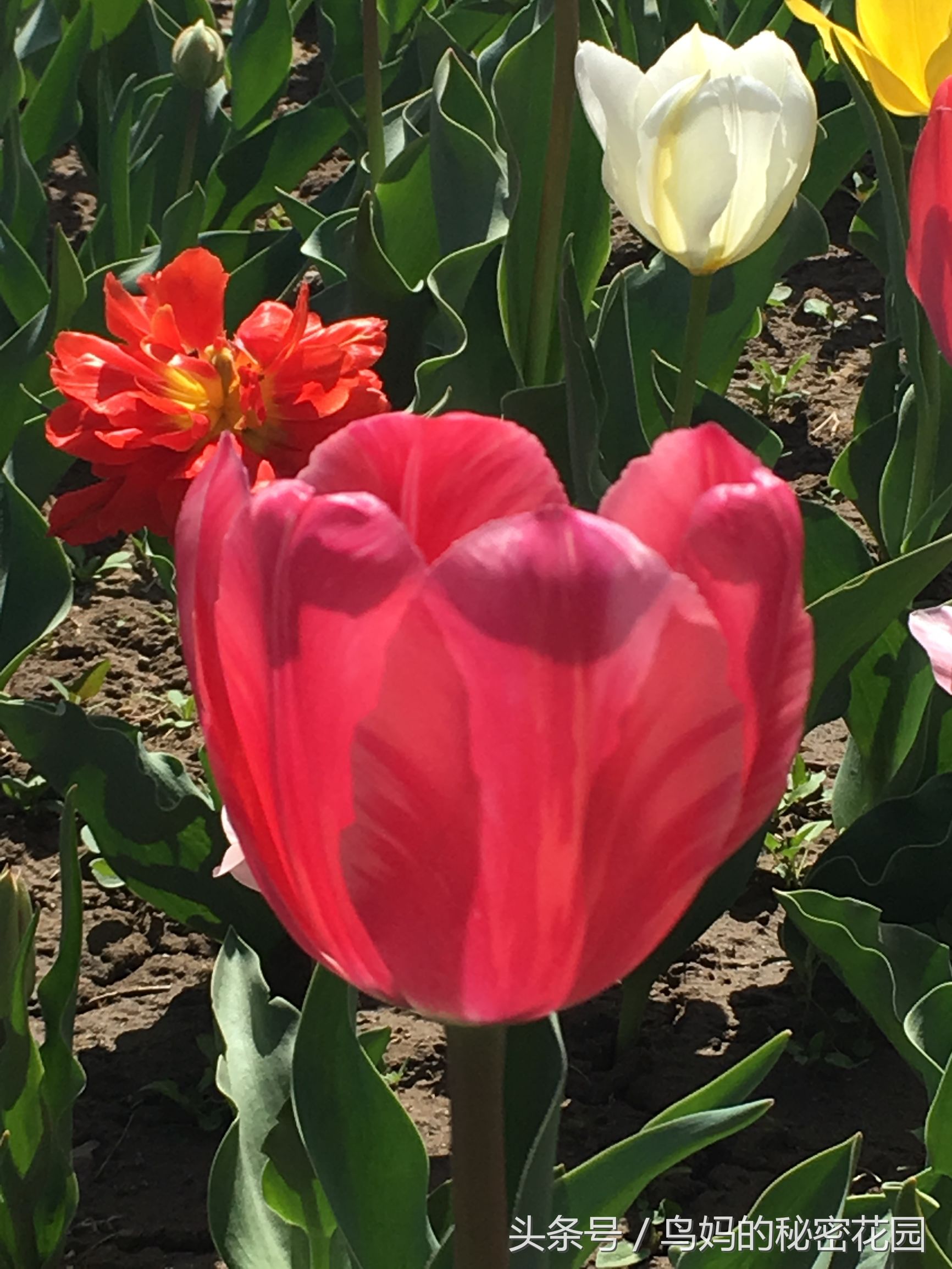 郁金香土培开了花还能复花吗,哪些郁金香花可以复花种植