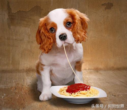 可爱呆萌狗狗资料,狗狗15种寄生虫病详细资料图