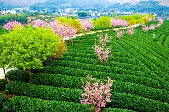 漳平茶山樱花,漳平樱花园景点