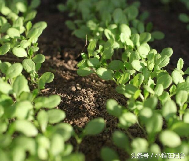 营养土可以种花吗怎么配制,想种花但是没有花盆怎么办