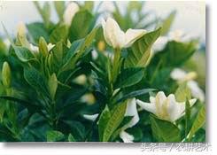 箭叶秋葵中药图谱,农村中草药图谱书籍