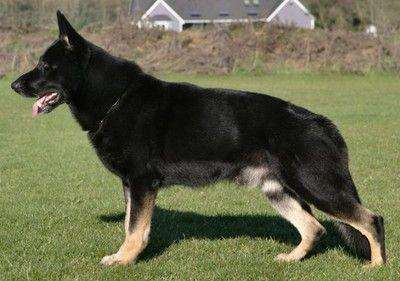 胡一虎曾子墨,胡一虎南海