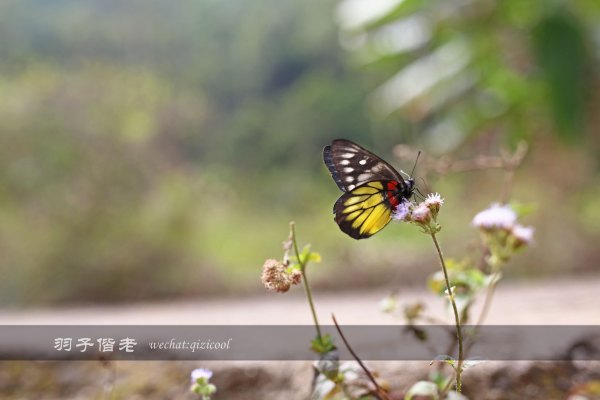 居于涟岸隐于湖,到肇庆体验离尘不离城的精致慢生活