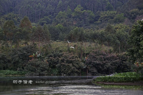 居于涟岸隐于湖,到肇庆体验离尘不离城的精致慢生活