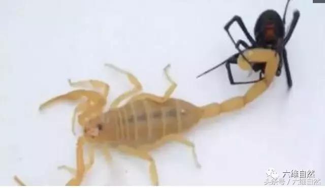 世界上最毒的蝎子vs最毒的蜘蛛,世界上最毒的蜘蛛对战蝎子