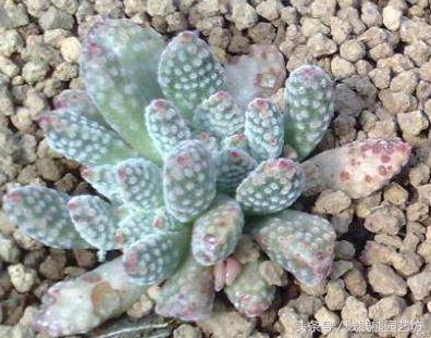 多肉要买生根粉吗,多肉需要买专用土吗