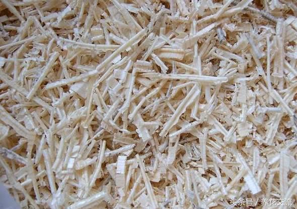 刚长出来的君子兰小苗,君子兰种子发芽生长速度