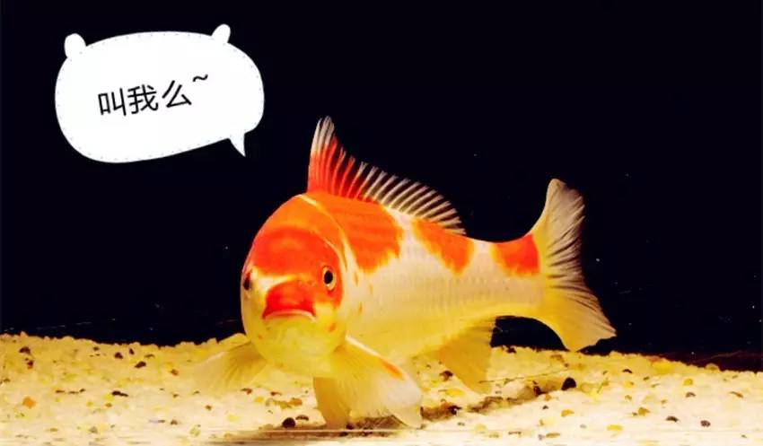 养锦鲤常见病的预防和处理,养锦鲤鱼常有的病怎么预防