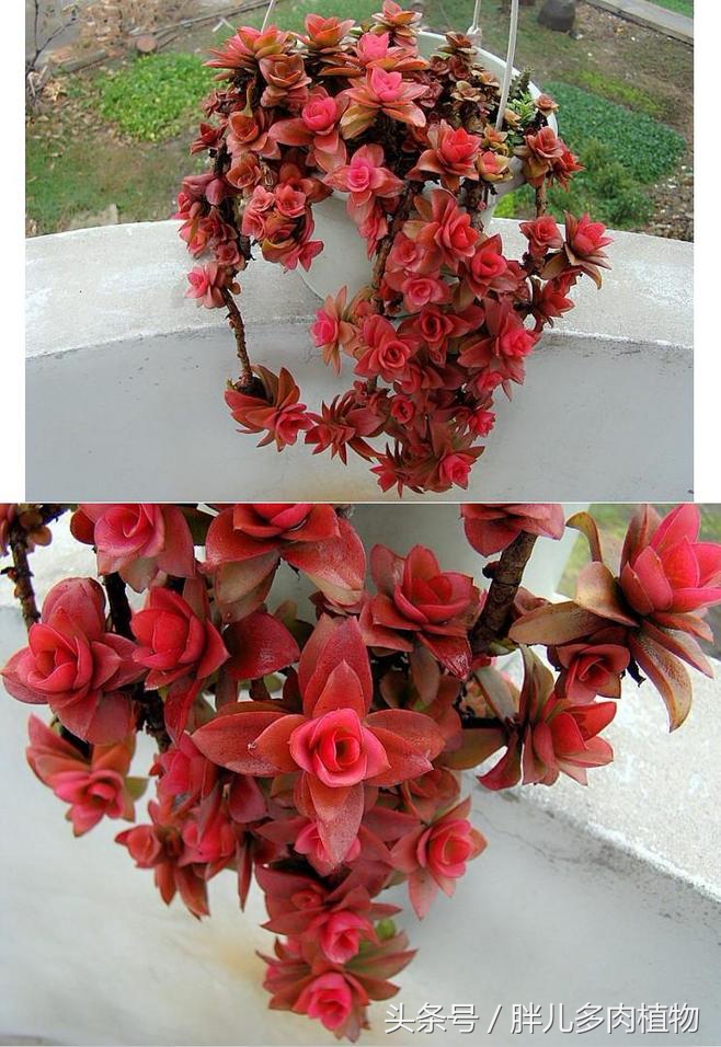 秋火莲多肉,秋火莲和火祭怎样修剪