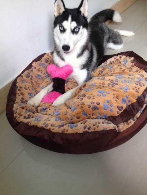 哈士奇拆家被捉一脸不服,哈士奇拆完家被主人骂