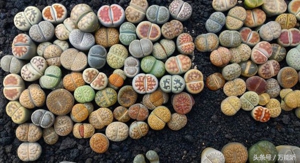 生石花屁股花盆栽,生石花屁屁花种类