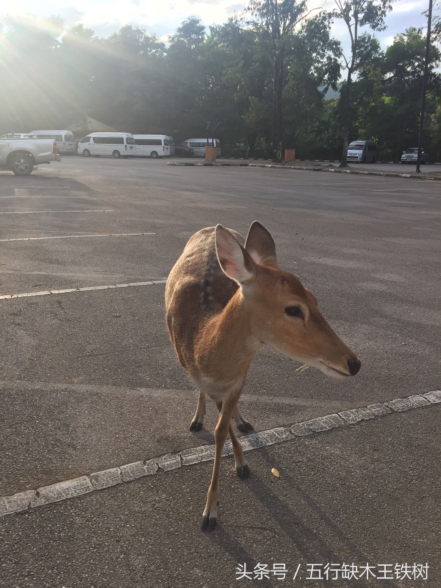 清迈夜景之双龙寺,清迈去双龙寺怎么去