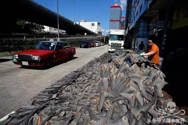 禁令之下,鱼翅照运?