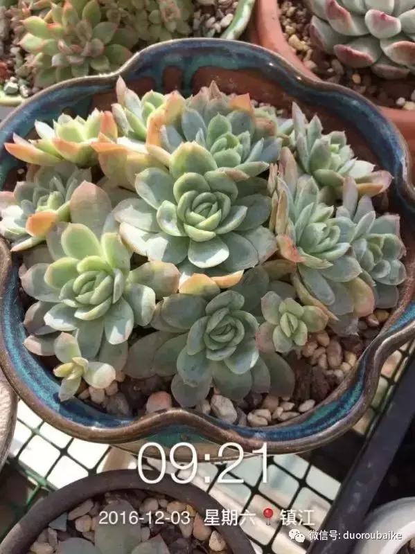 一株多肉治愈整个人心,一棵多肉的逆袭