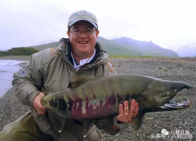 加拿大bc省鲟龙鱼,加拿大bc省鳕鱼
