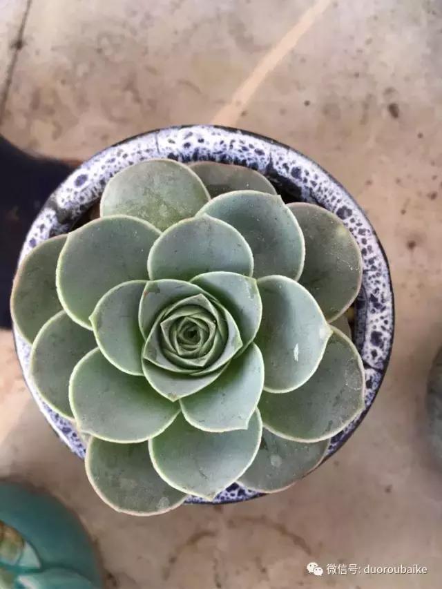 吾家有女初长成全文小说,吾家有女初长成小说精彩阅读