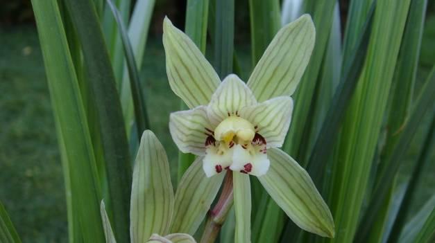 云南最贵的兰花品种有几种,云南兰花名贵品种图片介绍