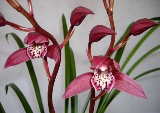 云南最贵的兰花品种有几种,云南兰花名贵品种图片介绍