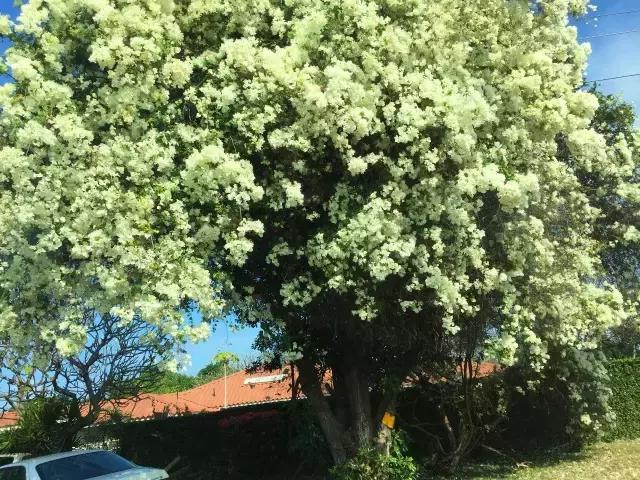 夏威夷毛伊岛旅行记 (毛伊岛旅游必做的100件事)