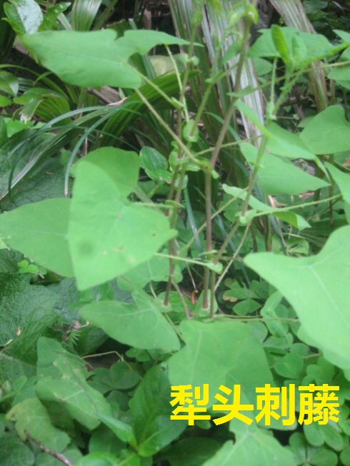 湘西苗医情缘之火炭母，一元钱不到七天治愈蛇盘疮，西医要3月