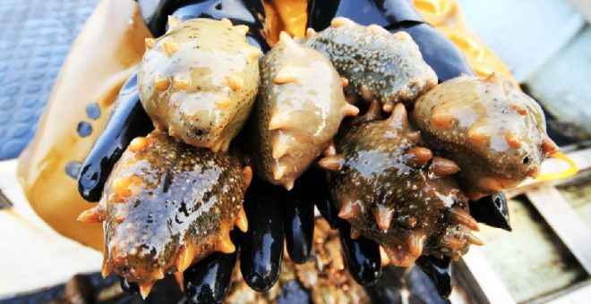 海参干货市场价格,海参市场价格