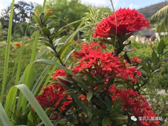 塞舌尔游记,塞舌尔埃及