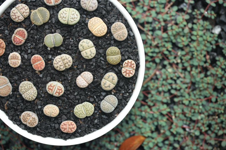 多肉修根用什么土好养活,多肉修根上盆多久可浇水