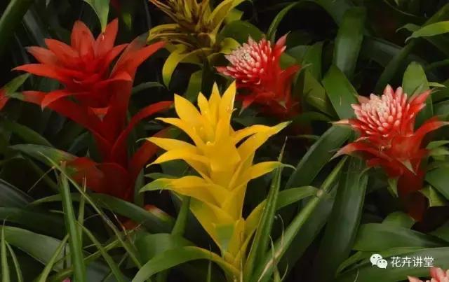 相似的花儿又来了,今天我们来认识它们