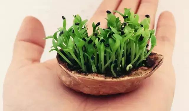 创意手工花盆旧物利用长方形,带把手茶壶旧物改造为花盆