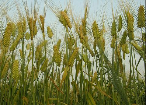 请勿错*身失**边的中药——大麦