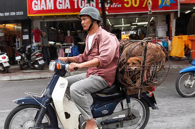 越南狗肉一条街,越南狗市全过程