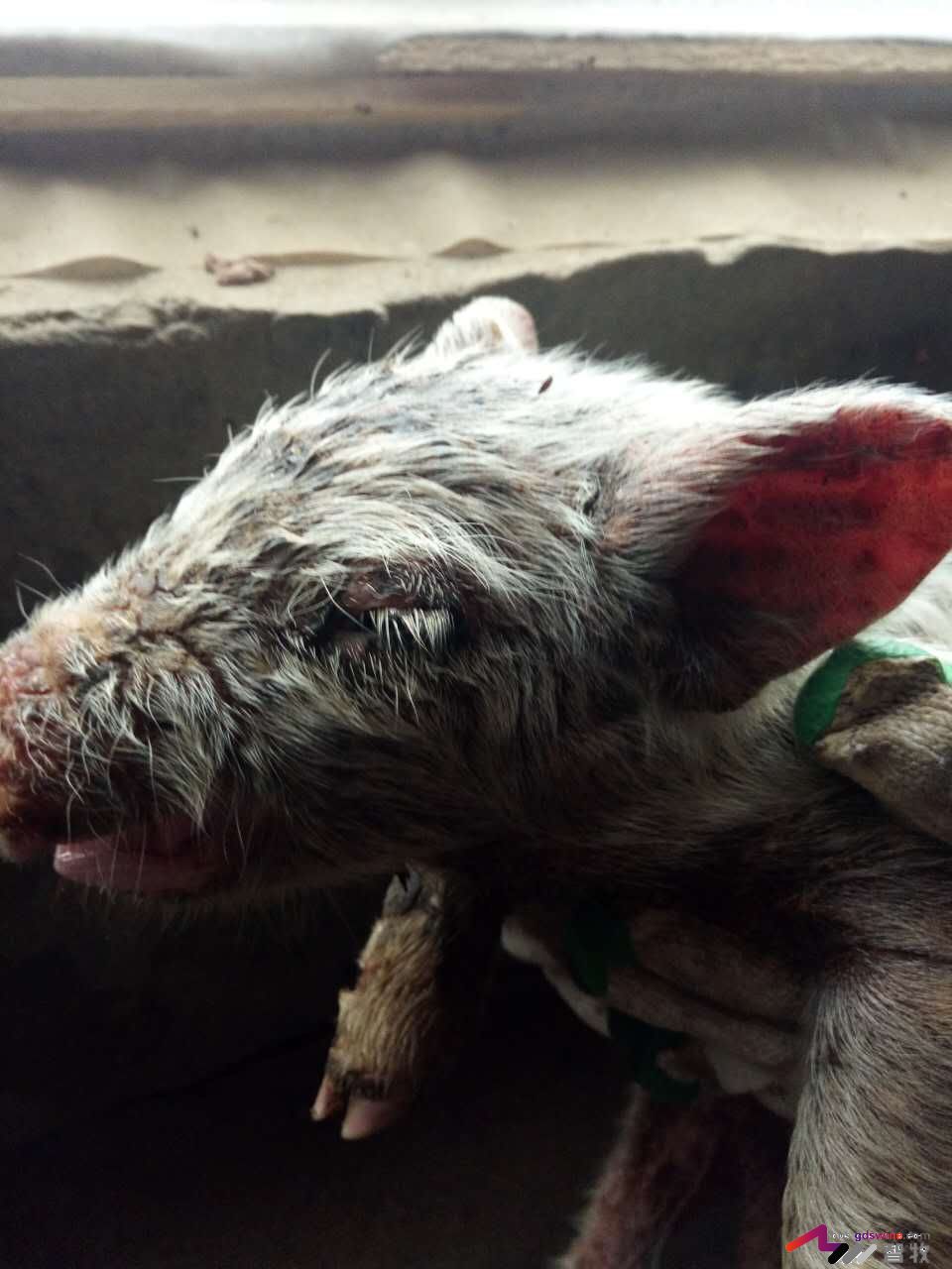 仔猪遇着这种“皮肤病”该如何处理？-健康管理论坛-聊天全记录