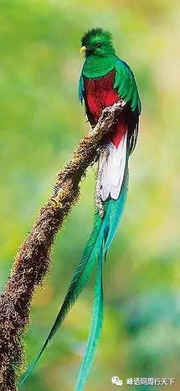 墨西哥玛雅金字塔旅游攻略,墨西哥玛雅金字塔上楼梯