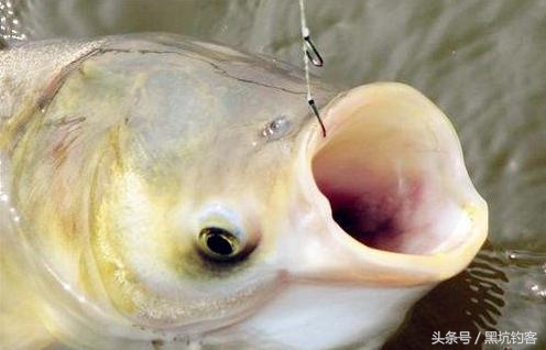 细说钓鱼视频,钓鲢鳙看不清漂