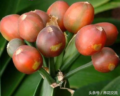 从网上买回来的君子兰种子怎么种,君子兰种子直接种上能活吗