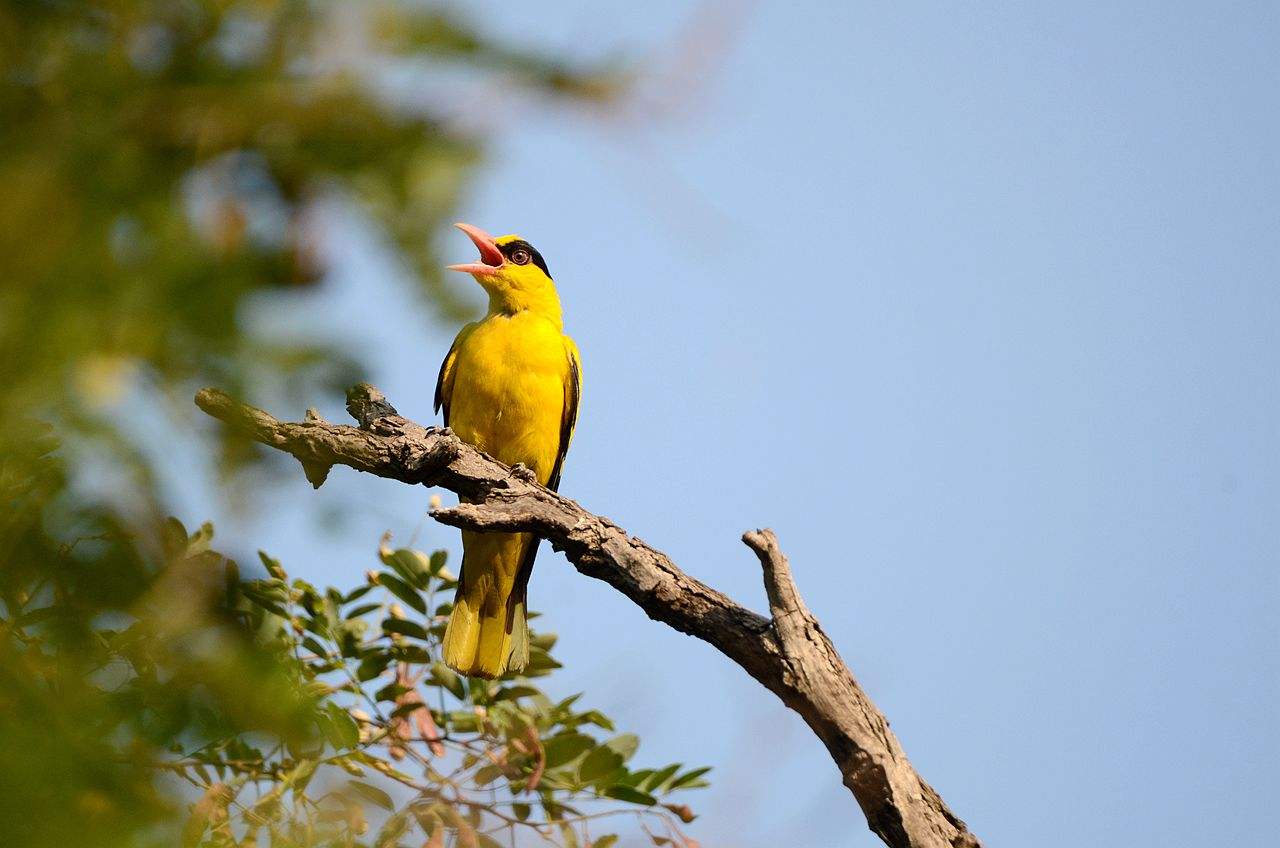 鸟厌食怎么办,鸟挑食怎么办
