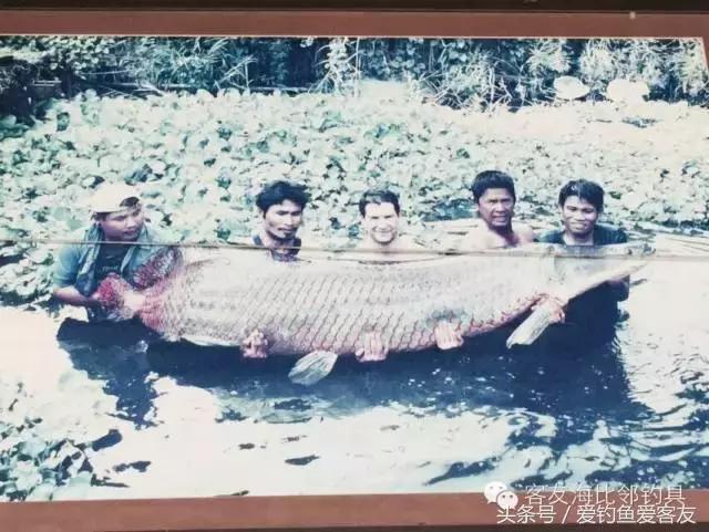 泰国巨骨舌鱼钓场位置,泰国钓鱼钓巨物位置