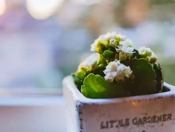 十大室内最好养活的绿植排行榜,绿植大全1000种