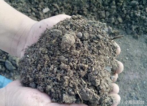 想种花但是没有花盆怎么办,想种花可是没有种子怎么办