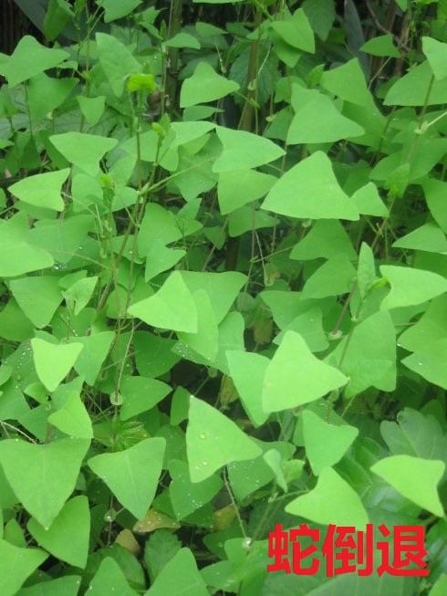 湘西苗医情缘之火炭母，一元钱不到七天治愈蛇盘疮，西医要3月