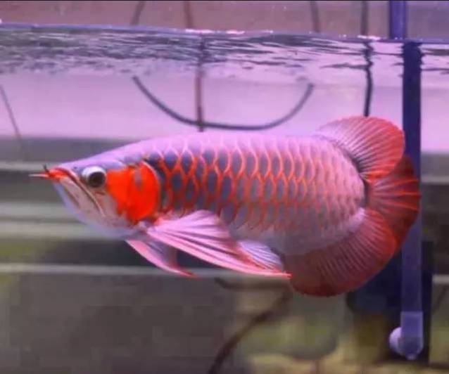 龙鱼的颜色怎么区分,蓝底龙鱼怎么辨别