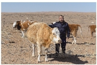 资金不足如何能养牛致富,养牛致富绝招大全