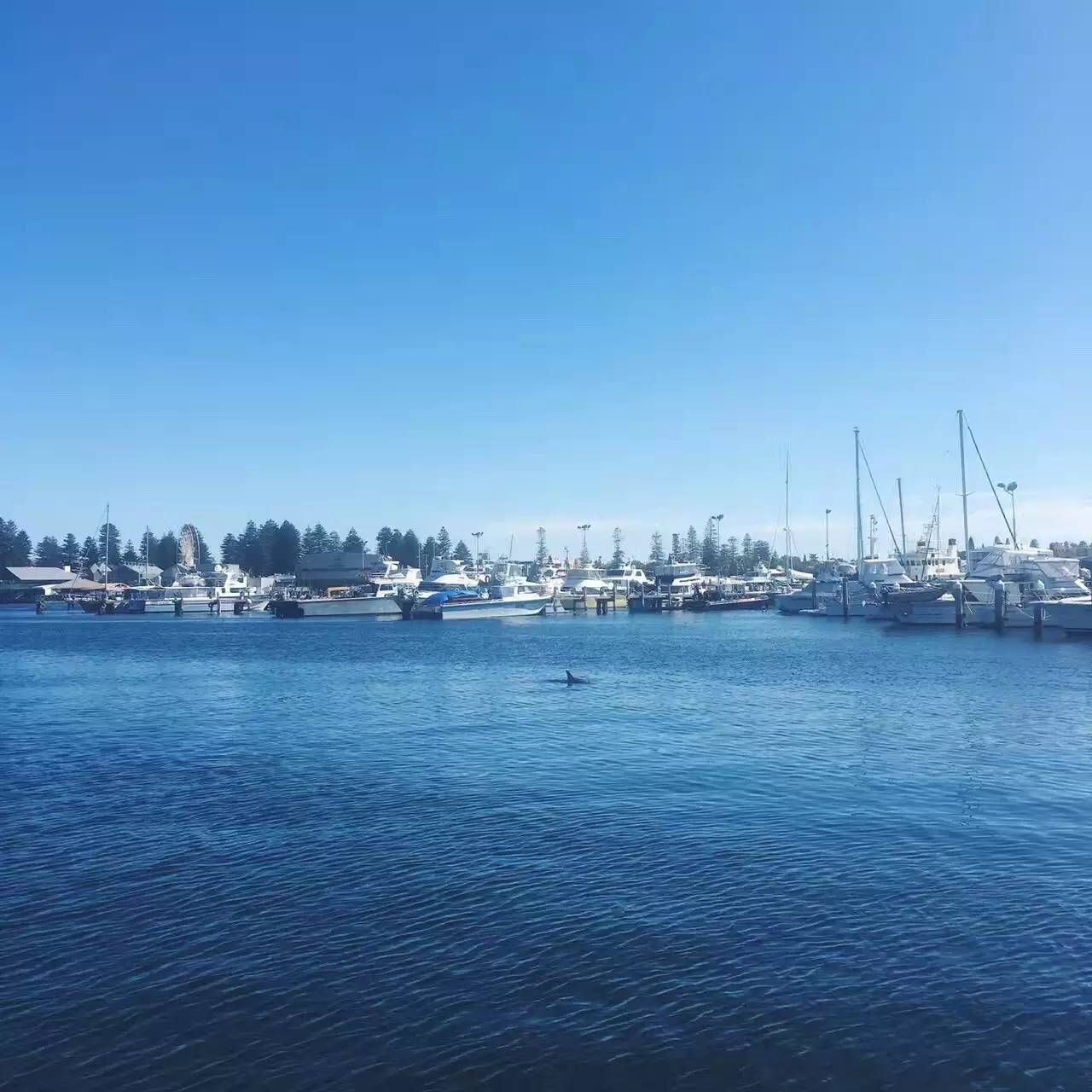 在澳洲抓澳洲小龙虾,澳大利亚捕龙虾