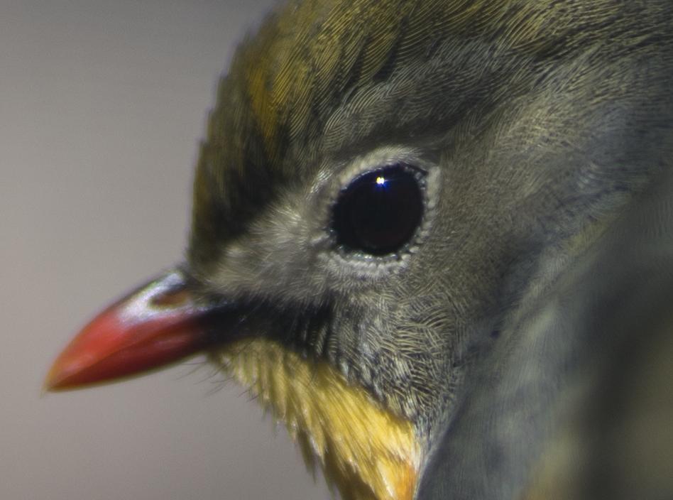 索尼fe85mmf18镜头正式开启预售,索尼fe85mmf1.8风景