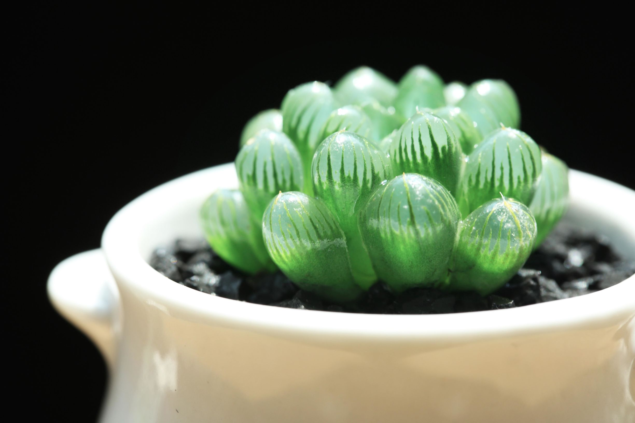 多肉修根用什么土好养活,多肉修根上盆多久可浇水